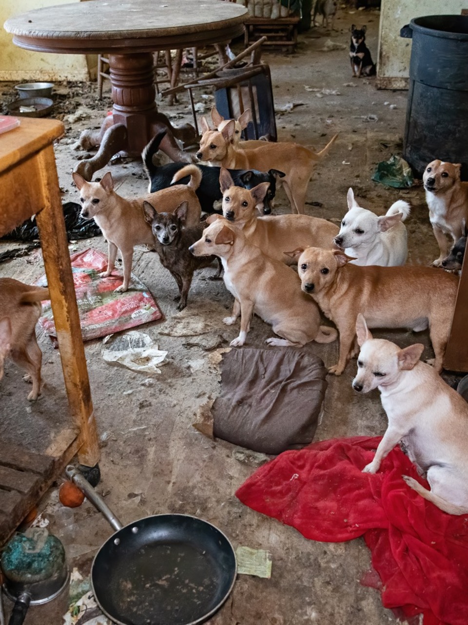 Nearly 50 Abandoned Dogs Rescued And At Least 10 Found Dead In