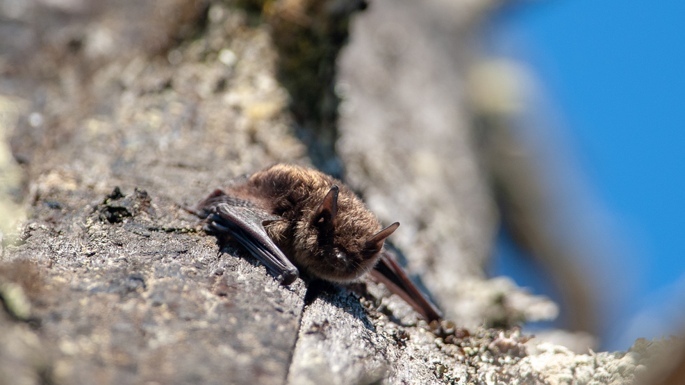 Rabid bat bites dog in Bath WGME