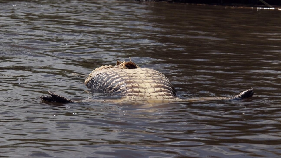 Courtesy Auto Sales >> DNR: 2 hunters who killed alligators legally cited for ... Courtesy Auto Sales >> DNR: 2 hunters who killed alligators legally cited for ...