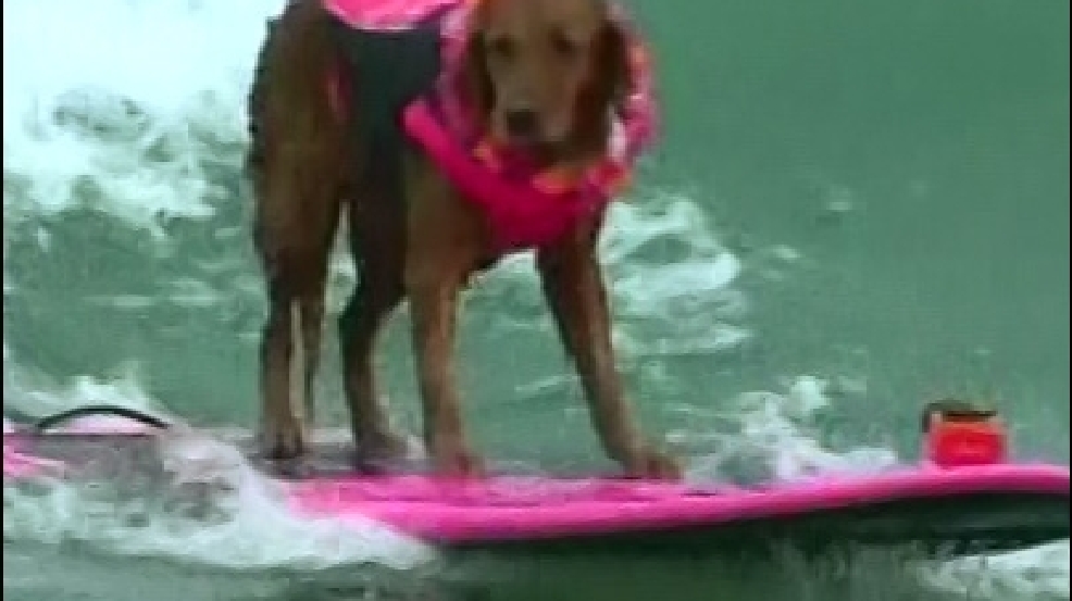 140715_dog_surfing.jpg