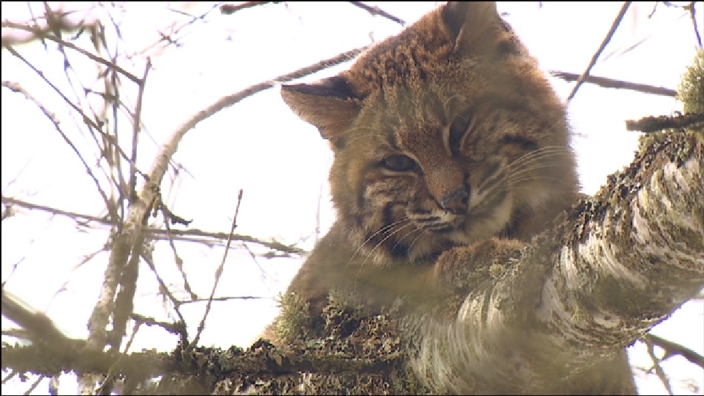 Why did the bobcat come to the Redmond dog park? | KOMO