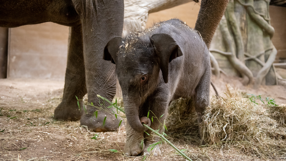 Female elephant calf dies at Columbus Zoo after sudden illness | WPDE