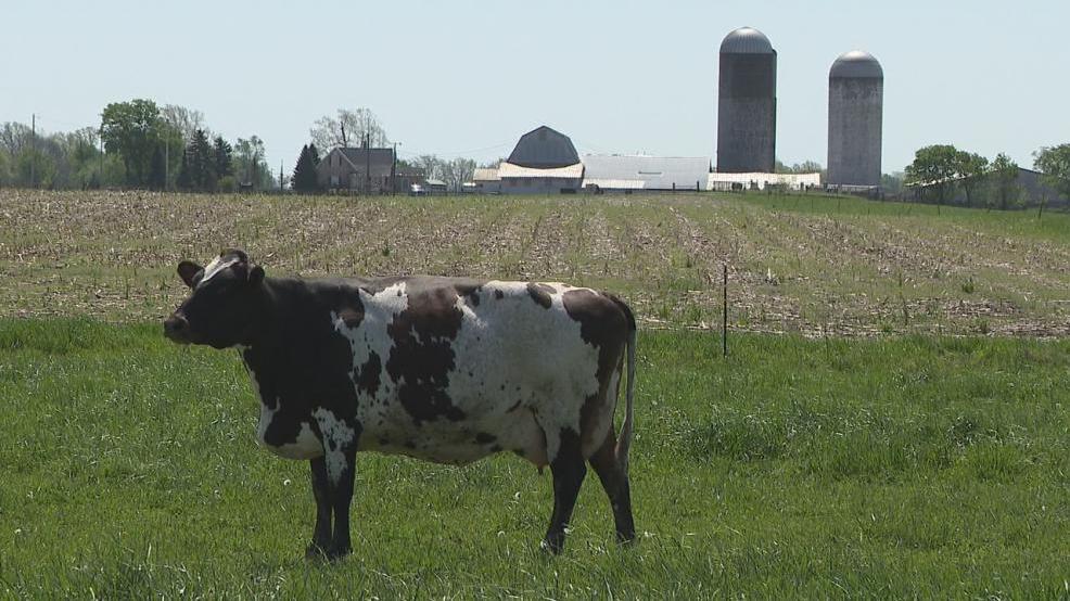 Ohio dairy farmers closing shop, struggling to stay afloat through milk