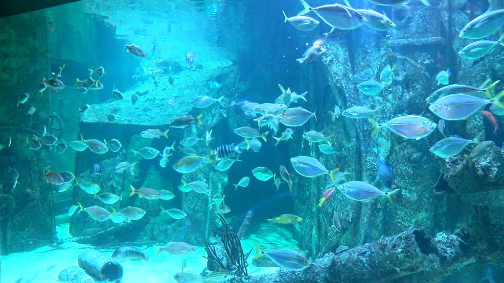 Feeding time for sharks and fish at the NC aquarium at Pine Knoll
