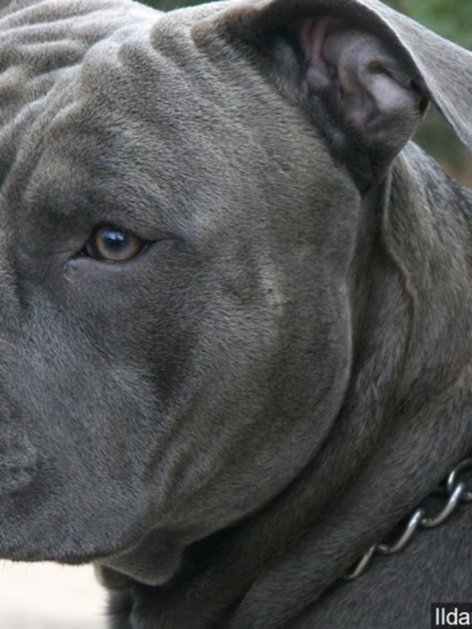 Washington Law To End Breed Wide Bans On Dangerous Dogs Komo Breed Wide Bans On Dangerous Dogs
