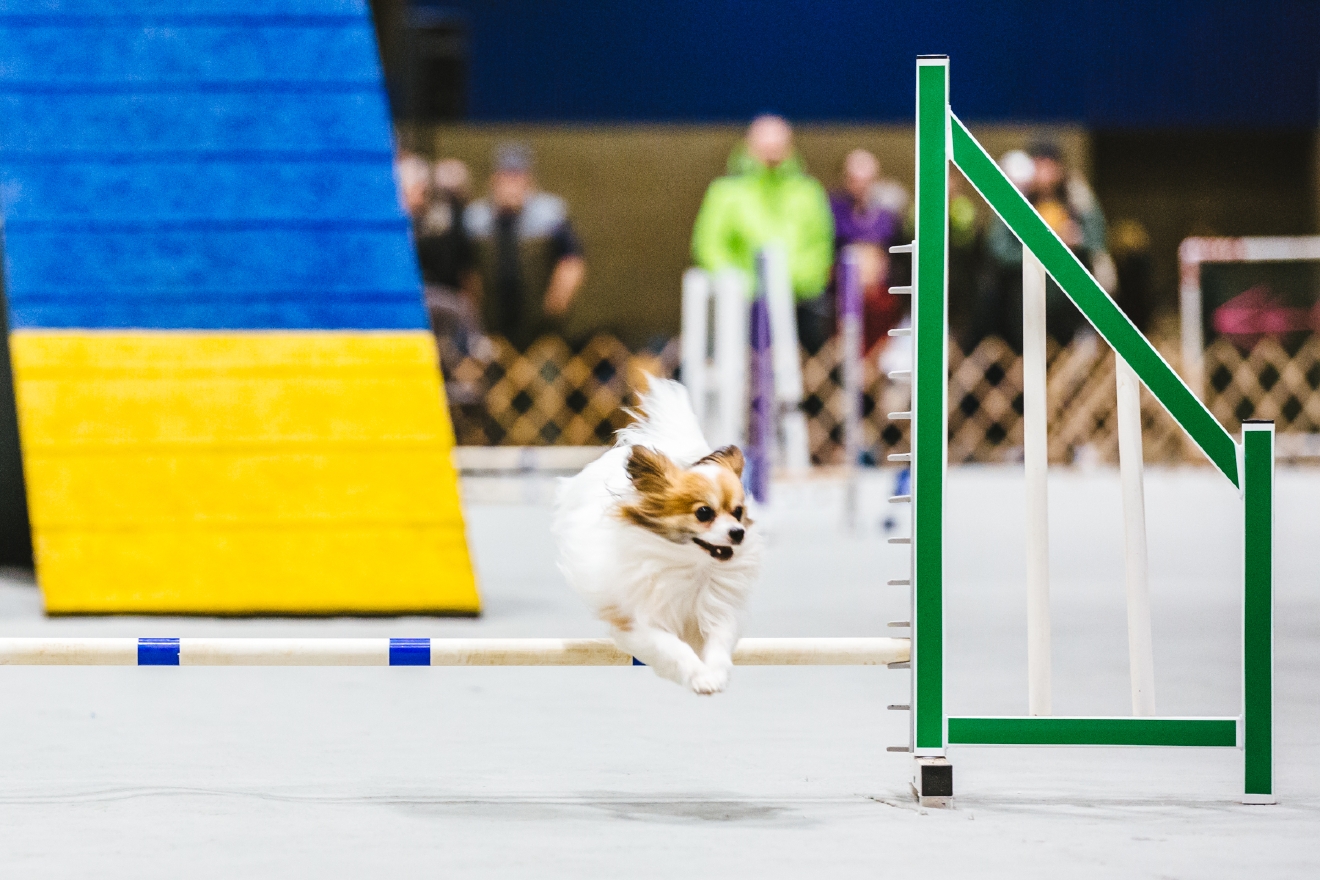 Photos The Seattle Dog Show Is Everything You Need Right Now (And More