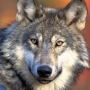 State decides to kill entire wolf pack in northeast Wash.