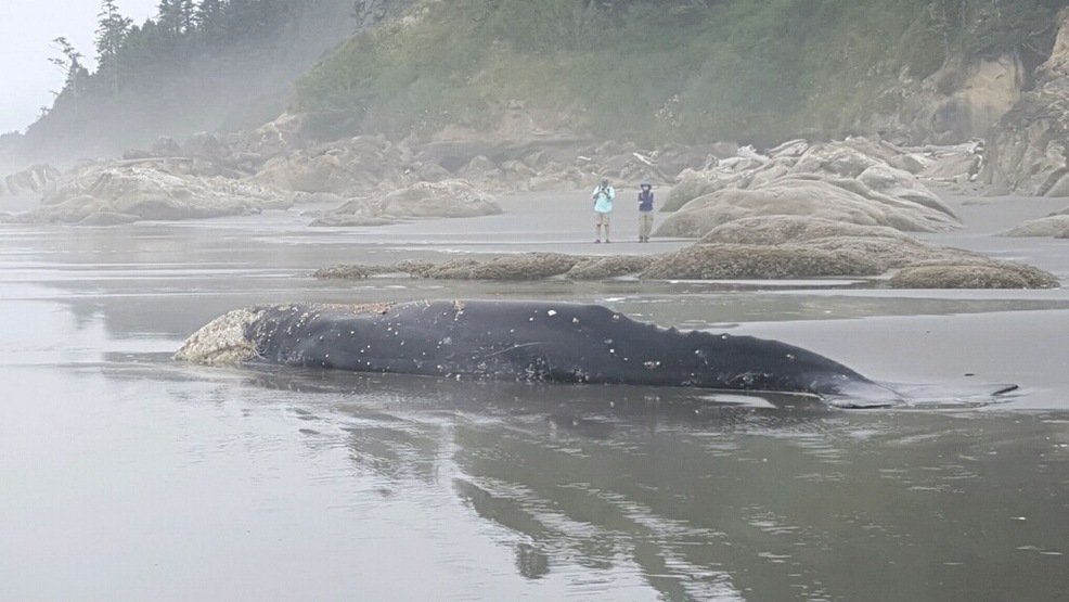 Gray whale washes up on beach near La Push | KOMO