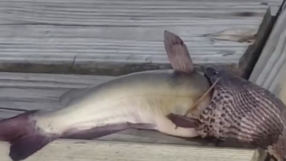Snake eats a fish in North Carolina (John Carney Edwards) Screen Shot 2019-06-05 at 6.40.11 PM.png