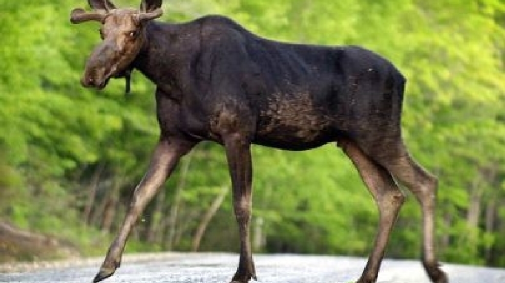Moose7.jpg
