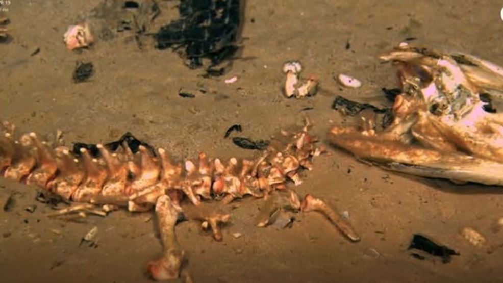 Scientists find new species of bone-eating worms in Antarctica