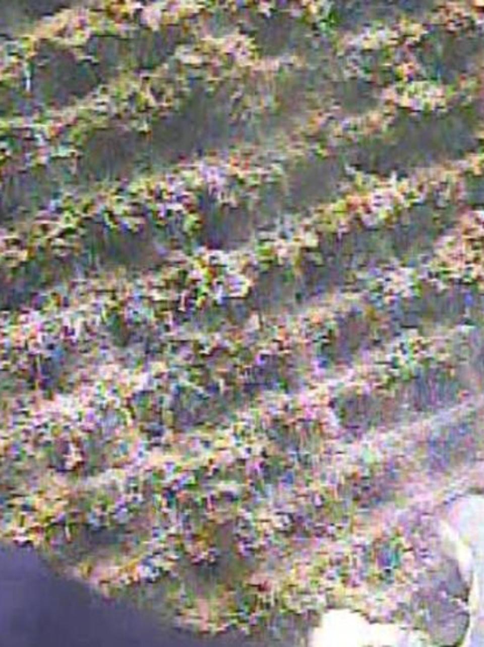 Austin Water Says Zebra Mussels Likely To Blame For Unusual Odor
