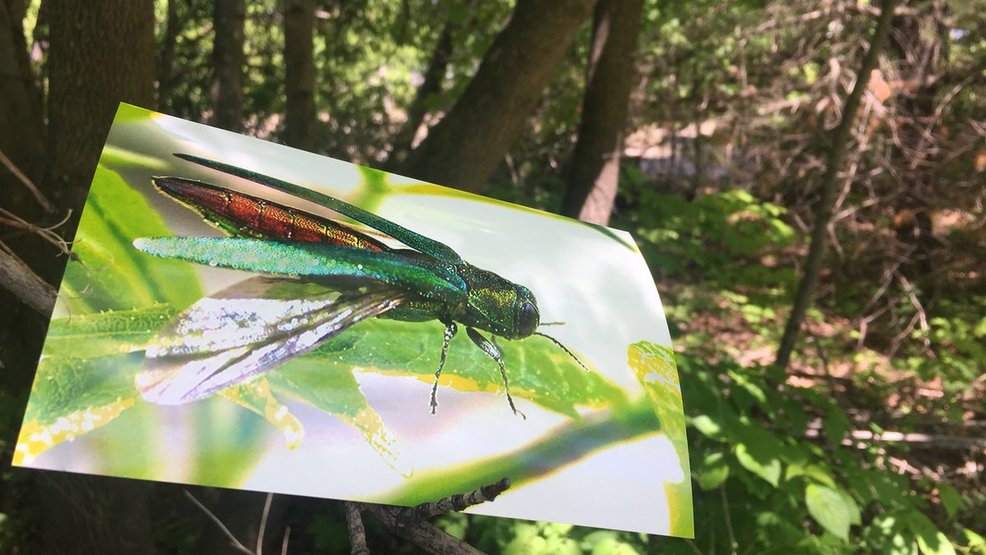 Invasive insect found in Maine for the first time WGME