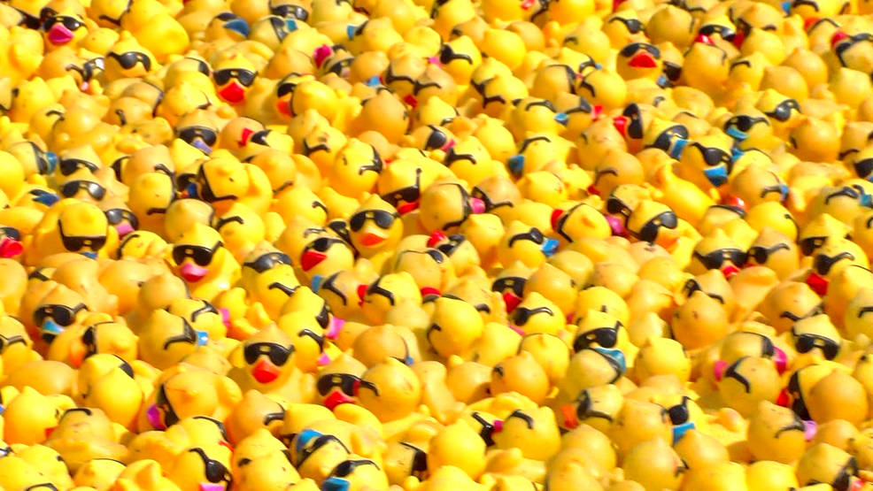 20,000 rubber ducks ready to take to the river in Reno Duck Race KRNV