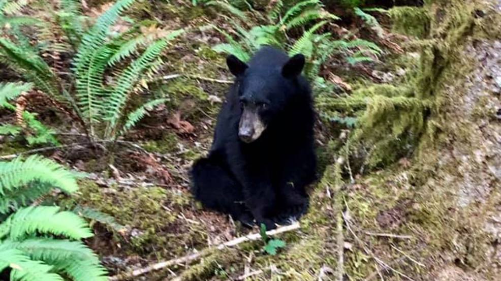 Evidence Bears Out Congressional Intent >> Friendly Bear Euthanized In Oregon Wtvc Evidence Bears Out Congressional Intent >> Friendly Bear Euthanized In Oregon Wtvc