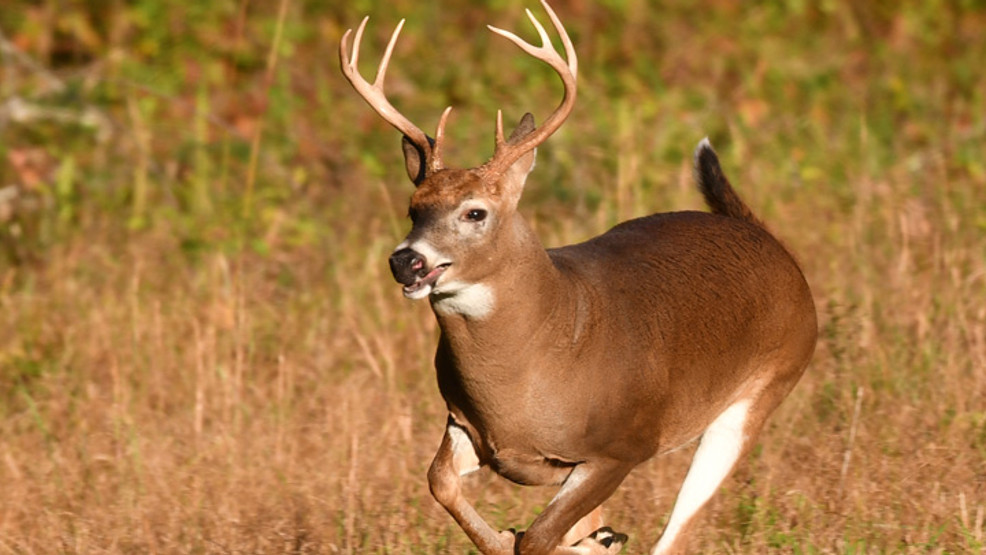 USDA Wild Ohio whitetailed deer first deer in world to be found with