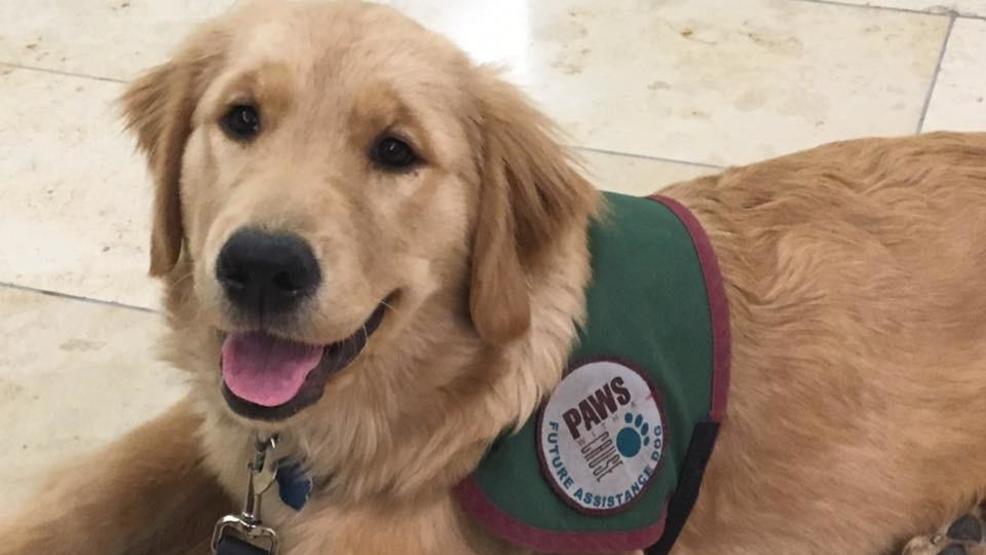 Paws with a Cause looking for assistance dog fosters WWMT