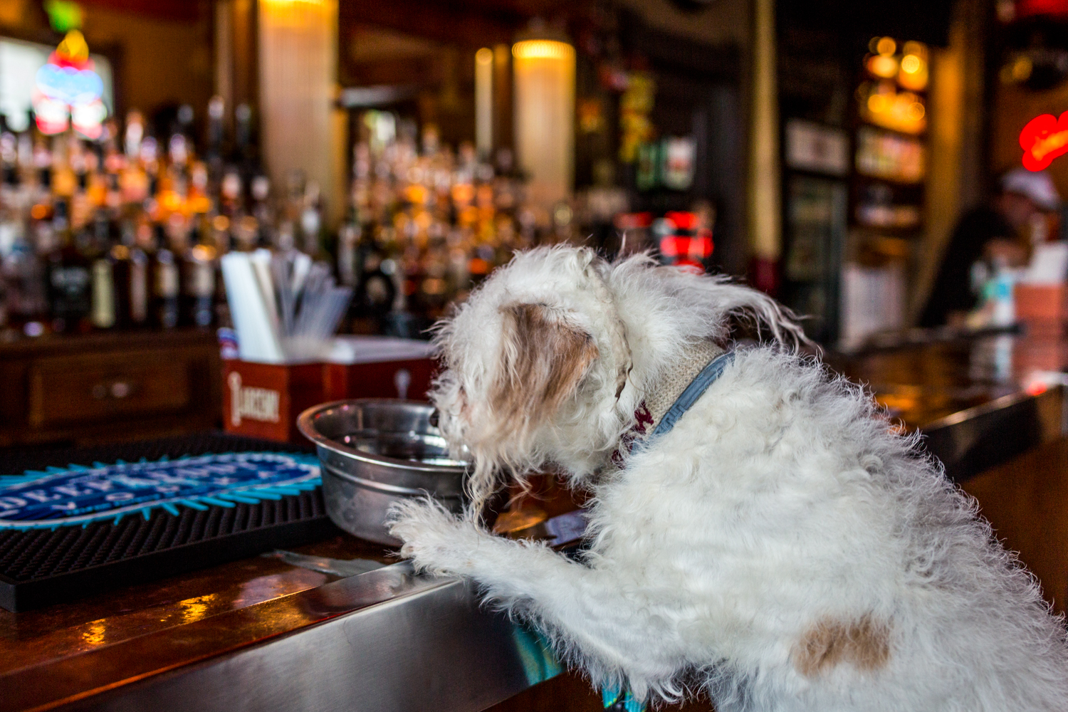 10 DogFriendly Bars That Have Us Sitting & Staying For Happy Hour