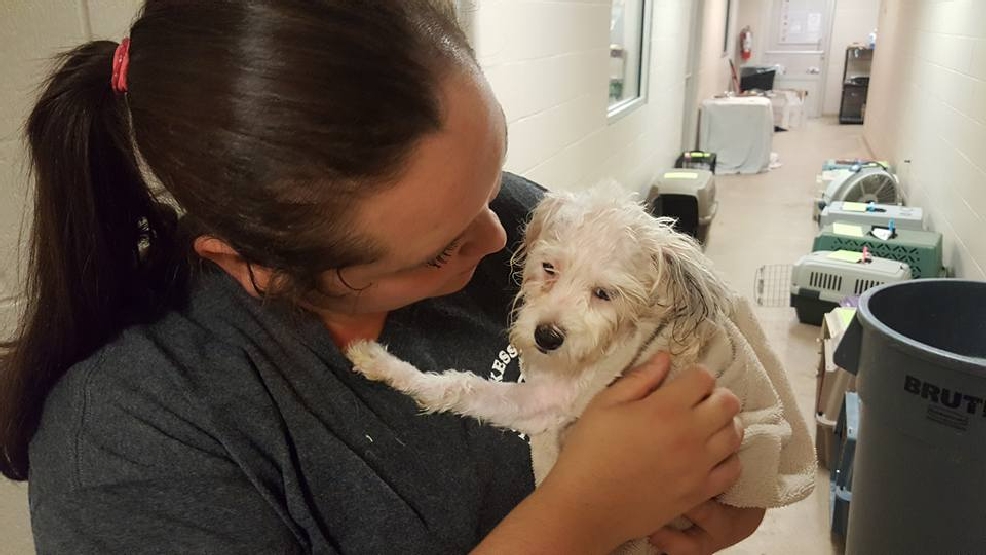 70 animals removed from Ohio rescue WEAR