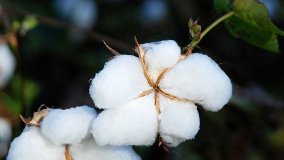 Offended by cotton Offended by cotton