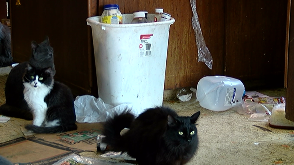 70 cats abandoned in southern Oregon home, stranded without food KATU