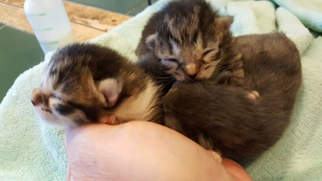 Everyday Heroes: Meow Village