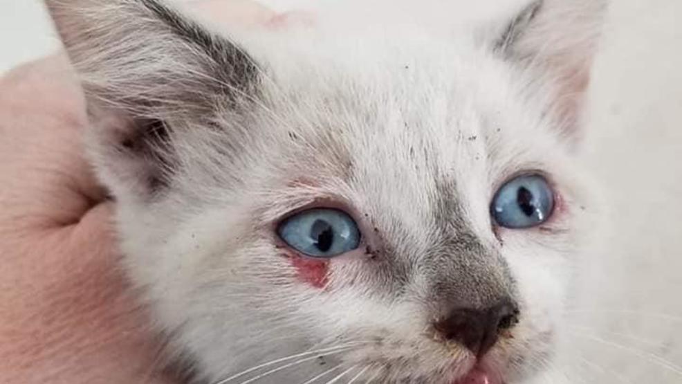 Animal Legal Defense Fund offering reward after kittens were thrown out