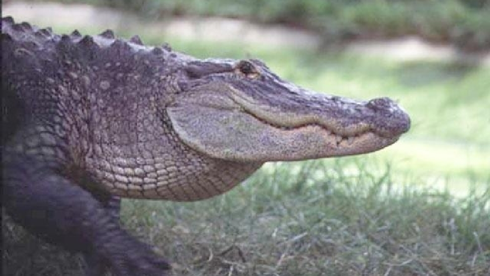 Alligator Captured After Attacking Biting Off Swimmers Arm Wjla 5106