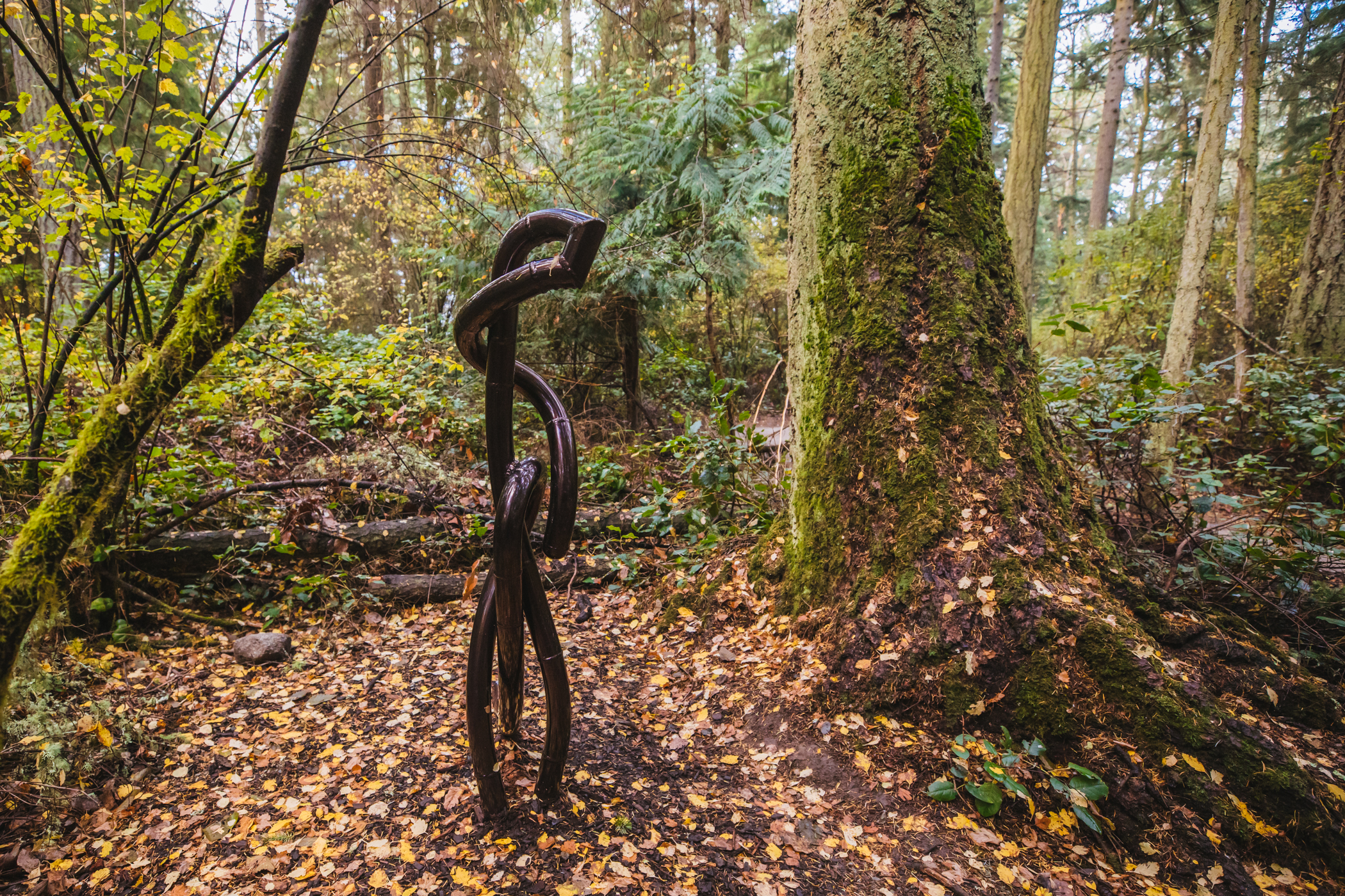 Photos New sculpture forest opens on Whidbey Island Seattle Refined