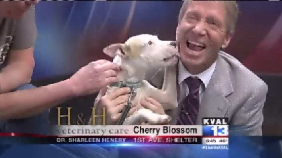 pet_cherryblossom.jpg