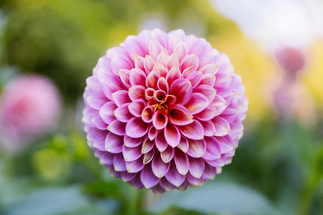 Photos Seattle's official flower is in full bloom Seattle Refined