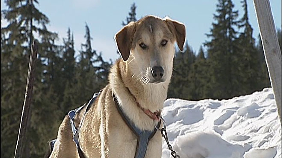 120130dogsled660.jpg