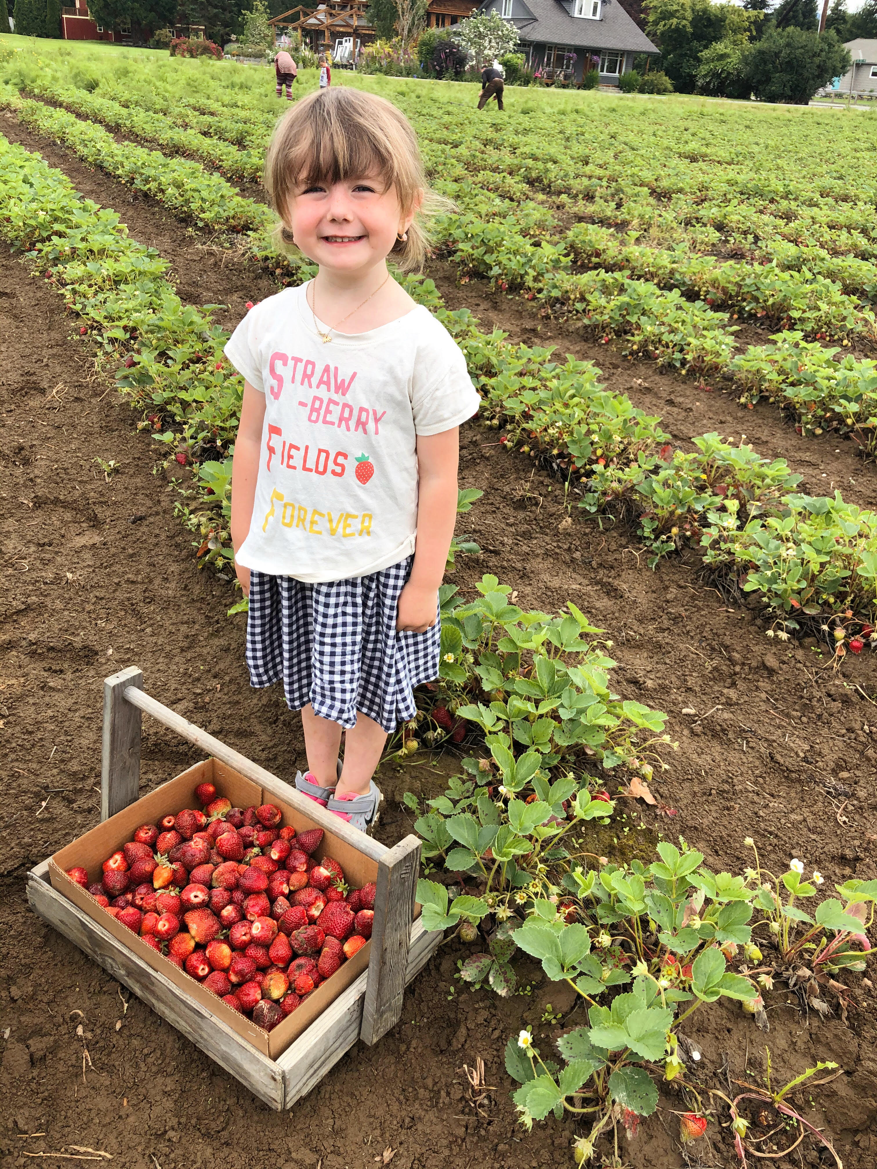 Strawberry Fields Forever 5 UPick Farms Open Now Seattle Refined