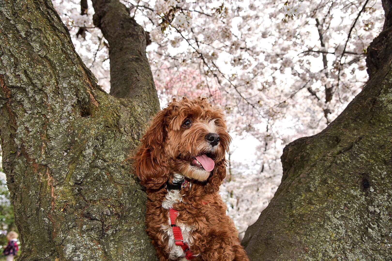 RUFFined Spotlight D.C. dogs enjoying the cherry blossoms DC Refined