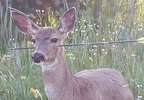 180430_pio_deer_arrow_1024.jpg