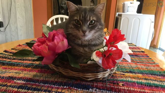 Tail Waggin' Wednesday, April 4