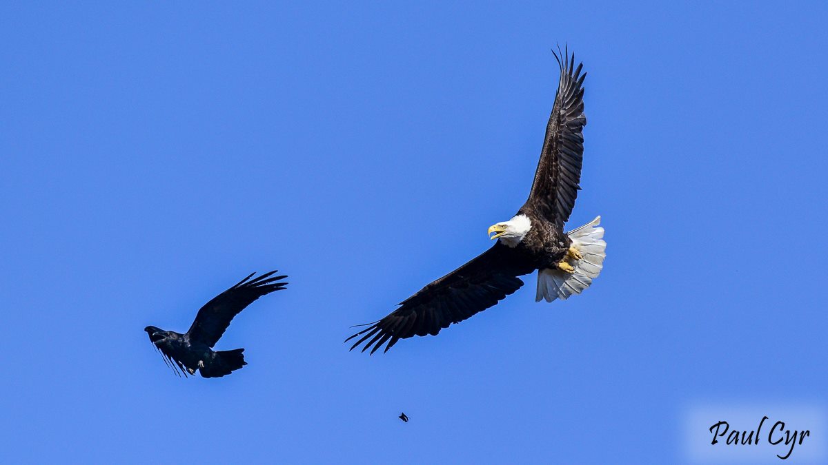 watch ravens vs eagles