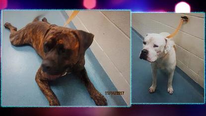 farms for aggressive dogs