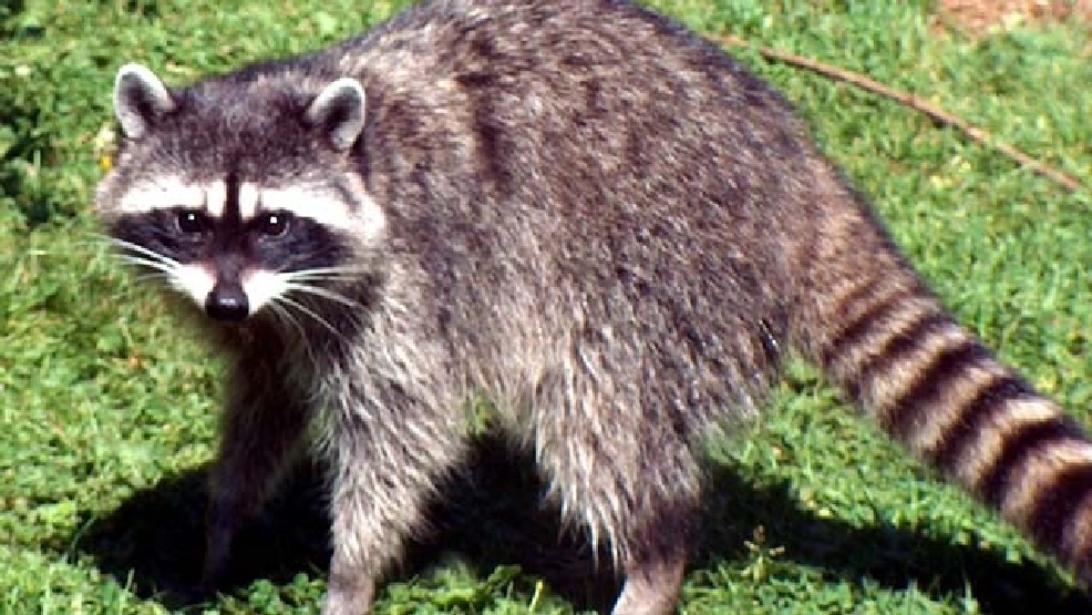 How to deal with nuisance wild animals | WSBT