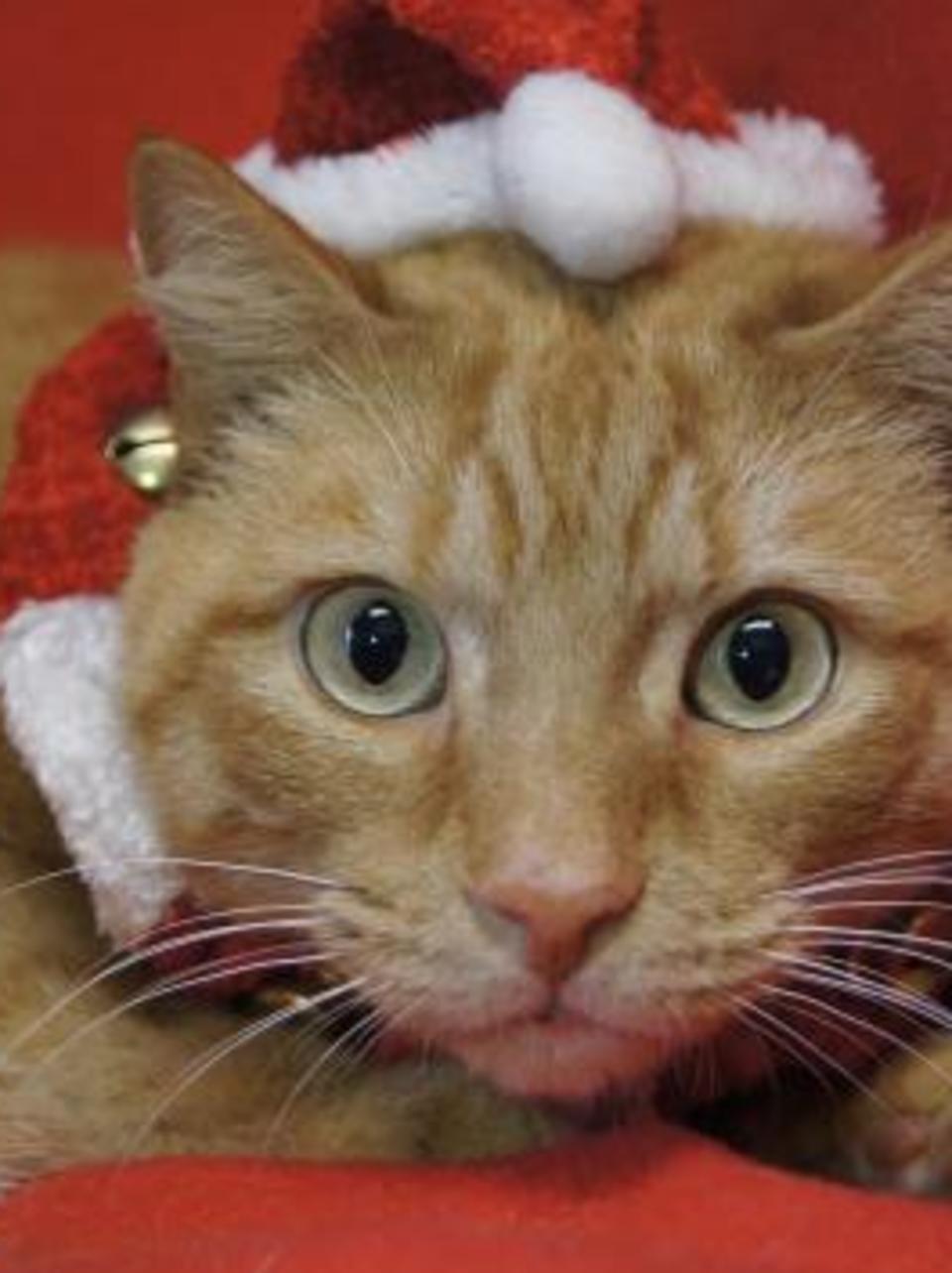 good pet for 4 year old