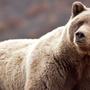 Grizzly bear shot by hunting guide in northern Wyoming