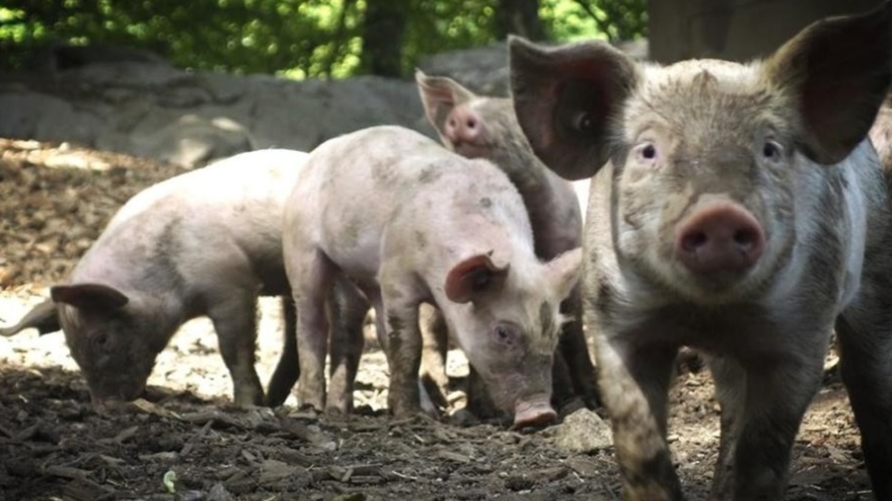 Swine research could boost hog production in Arkansas | KATV