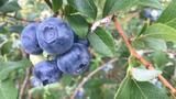 Blueberries mean business in Mid-Michigan 