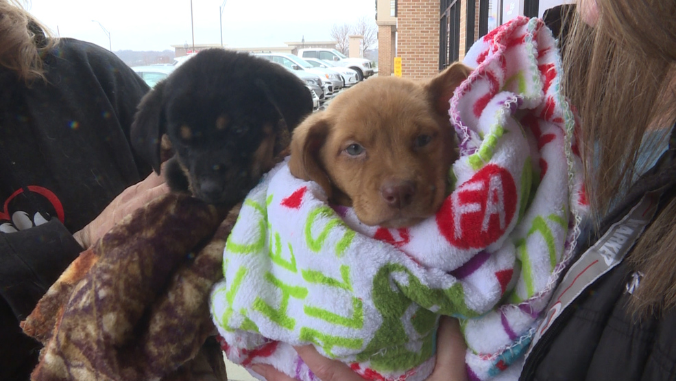 muddy paws second chance rescue